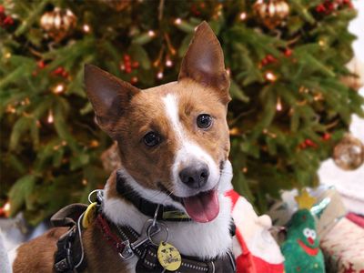 Wag tastic presents for pooch loving pals Dogs Trust